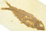 Detailed Fossil Fish (Knightia) - Wyoming #379535-1